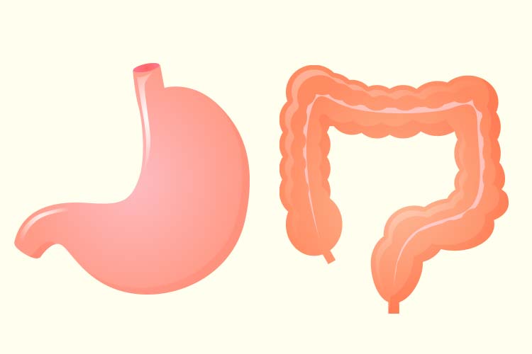 胃と大腸のイラスト